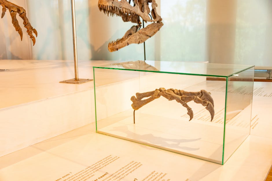 A display of dinosaur fossils at the Texas Memorial Museum.