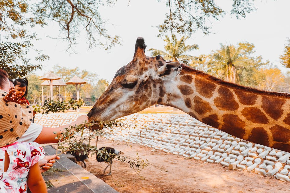 A photo of people watching a giraffe at Zoo Miami