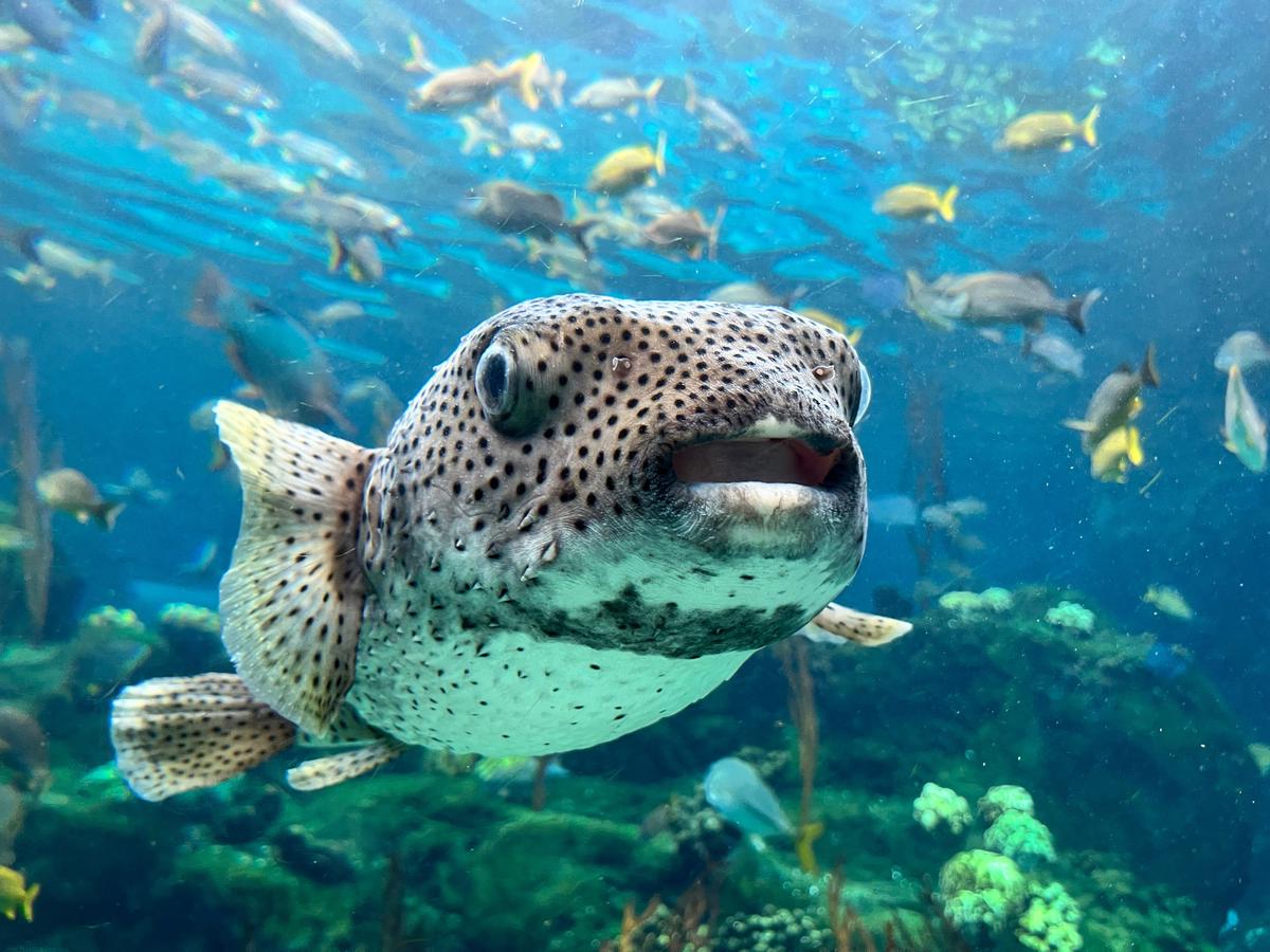 A vibrant image showcasing the diverse aquatic life at The Florida Aquarium.